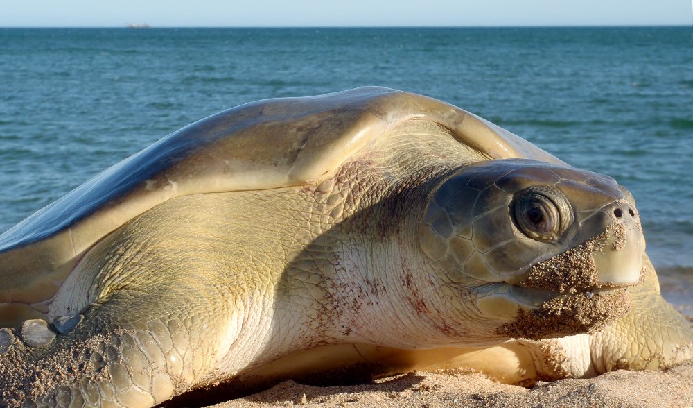 CAVeelenturf's tweet image. The first species to be featured for #SeaTurtleWeek is the  #FlatbackTurtle! Flatbacks are named for their flat shell, are the least studied of all sea turtle species, &amp;amp; have the smallest distribution. They only nest &amp;amp; breed in Australia! 🐢For more info: seaturtleweek.com