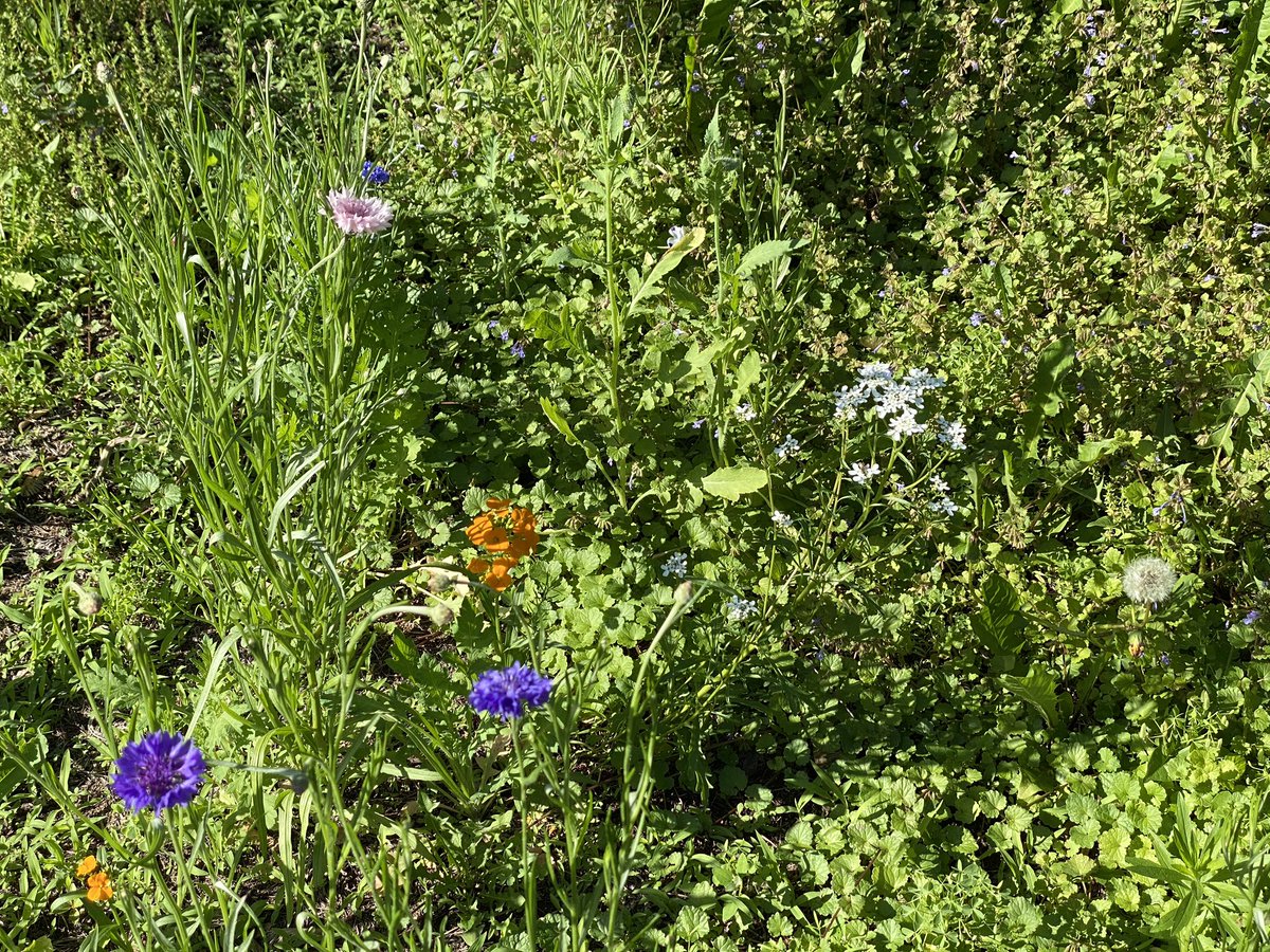 LauriLinnea's tweet photo. My wildflower backyard is coming along nicely! Hope some of the larger flowers are on their way, too. #wildflowers #Bees #GreenBackyard https://t.co/xsywZvMtUY