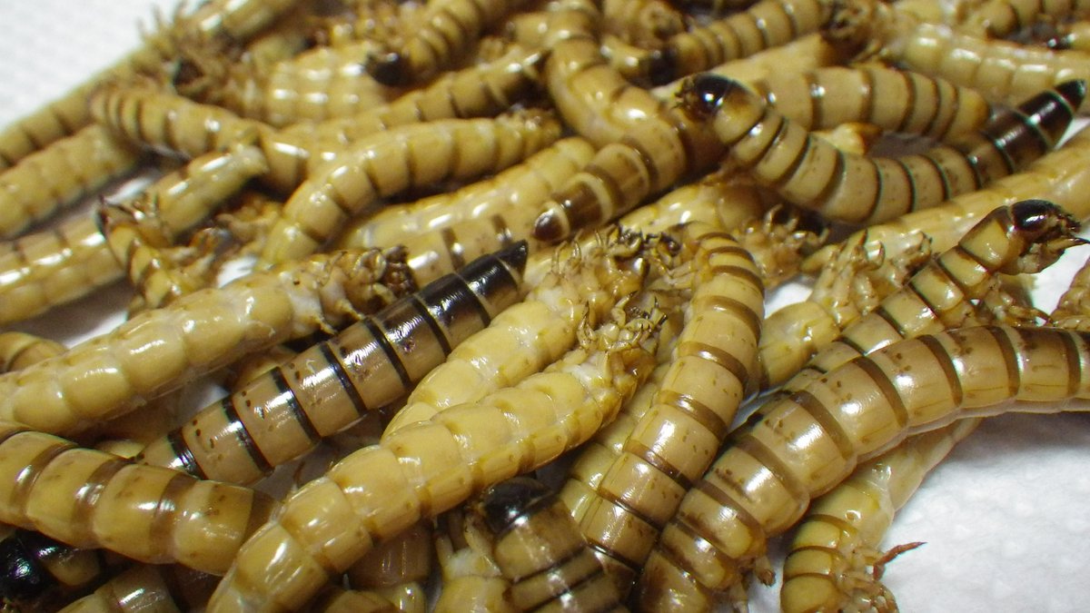 昆虫エネルギー研究所 Twitter પર ジャイミルなどと呼ばれペット餌として販売されるツヤケシオオゴミムシダマシの幼虫 いわゆるミールワームは チャイロノコメノゴミムシダマシで種類の違うもの クセがなく 豆のような優しい旨味があり美味