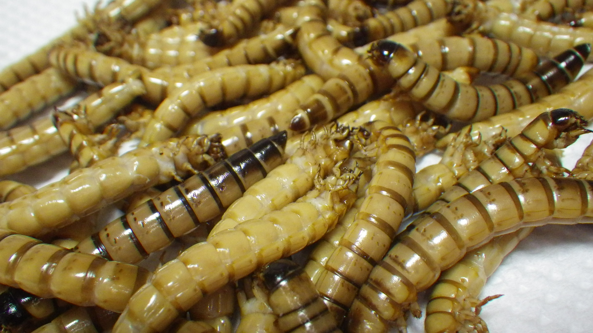 昆虫エネルギー研究所 Twitter પર ジャイミルなどと呼ばれペット餌として販売されるツヤケシオオゴミムシダマシの幼虫 いわゆるミールワームは チャイロノコメノゴミムシダマシで種類の違うもの クセがなく 豆のような優しい旨味があり美味 T Co