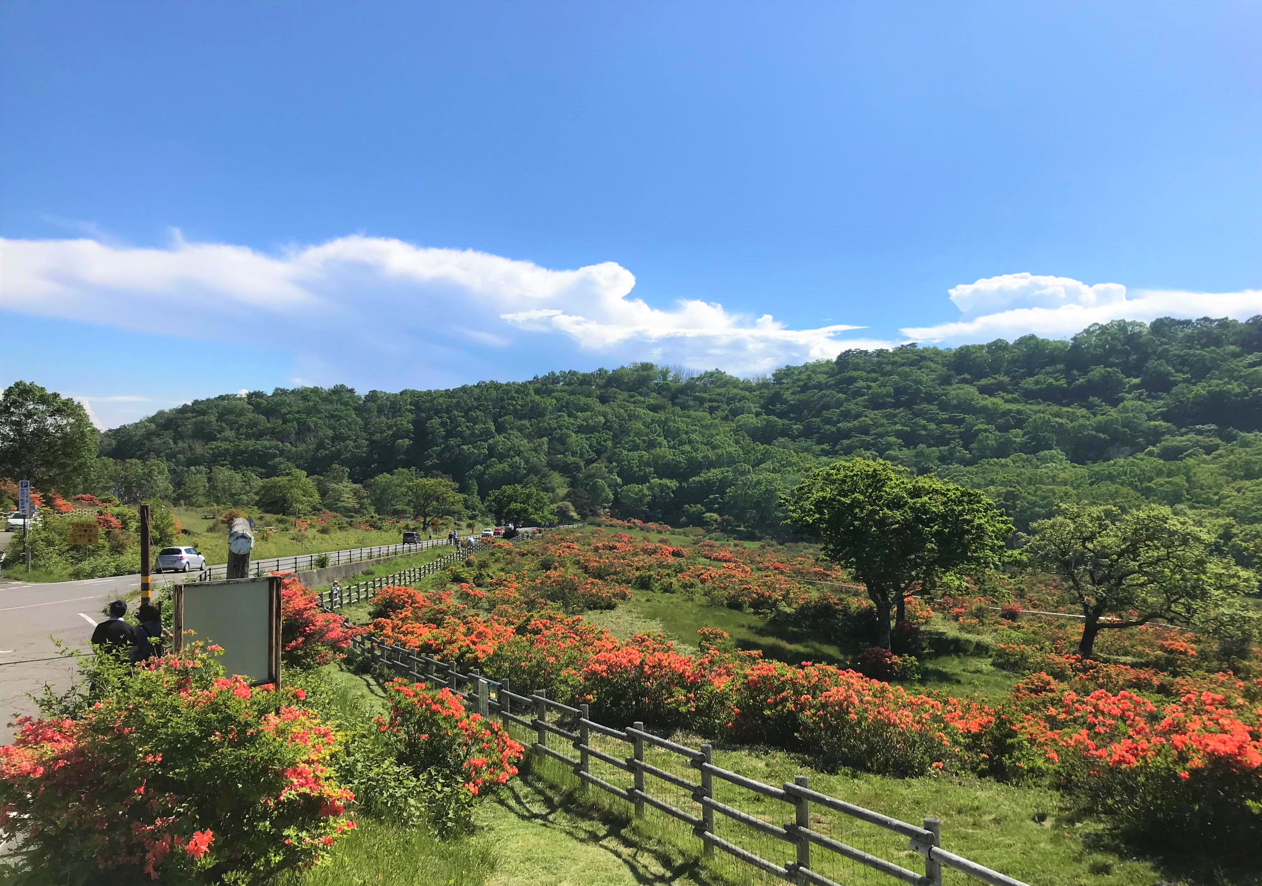 赤城山 Akagi Trip 群馬県赤城山 赤城山ツツジ 開花情報 一気に開花が進み レンゲツツジが見頃になってきました 白樺牧場 レンゲツツジ 見頃 見晴山 ヤマツツジ 見頃 小沼 レンゲツツジ 見頃 ヤマツツジ 見頃過ぎ 覚満淵 レンゲツツジ 咲き始め 白樺