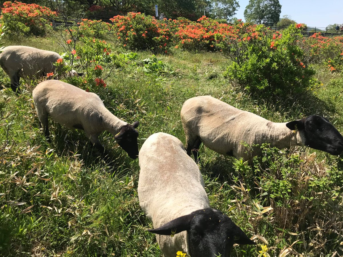 赤城山 Akagi Trip 群馬県赤城山 赤城山ツツジ 開花情報 一気に開花が進み レンゲツツジが見頃になってきました 白樺牧場 レンゲツツジ 見頃 見晴山 ヤマツツジ 見頃 小沼 レンゲツツジ 見頃 ヤマツツジ 見頃過ぎ 覚満淵 レンゲツツジ 咲き始め 白樺 赤城山 Akagi Trip 群馬県赤城山 赤城山ツツジ 開花情報 一気に開花が進み レンゲツツジが見頃になってきました 白樺牧場 レンゲツツジ 見頃 見晴山 ヤマツツジ 見頃 小沼 レンゲツツジ 見頃 ヤマツツジ 見頃過ぎ 覚満淵 レンゲツツジ 咲き始め 白樺