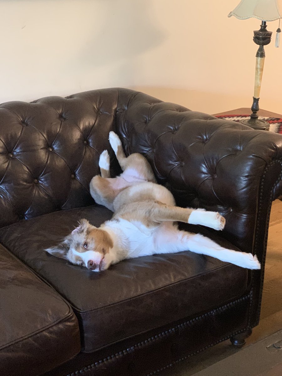 Kevin_DeMenna's tweet photo. Jack the Office Dog.  This is one approach to the #AZ summer of Covid &amp; Riots. https://t.co/4GtpyVCrGH