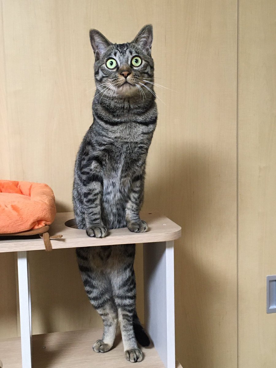 塩サバ 6 30booth再開 キジトラ猫のそばぼうろです ある朝仕事場の裏に生後1日 状態で落ちてたのであわてて拾って友達と育てました 子猫時代はよわよわだったので元気に育ってくれればなんでもいいと思ってたら元気に育ちすぎた猫