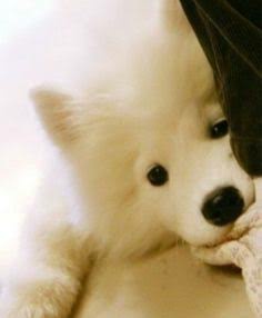 🐺