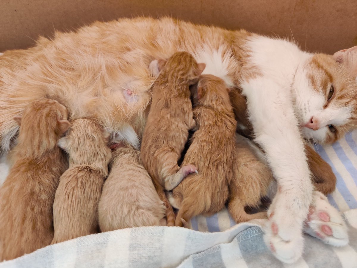 kitten_academy's tweet photo. All seven kittens accounted for! https://t.co/DWmxAqPsS2