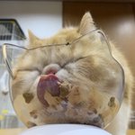 猫型をしている、猫ちゃんの器!お顔が埋もれてる!