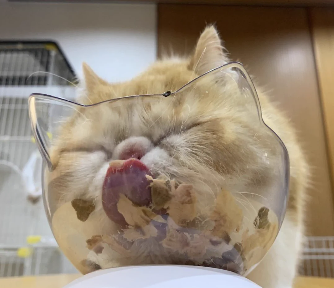 猫型をしている、猫ちゃんの器！お顔が埋もれてるwww