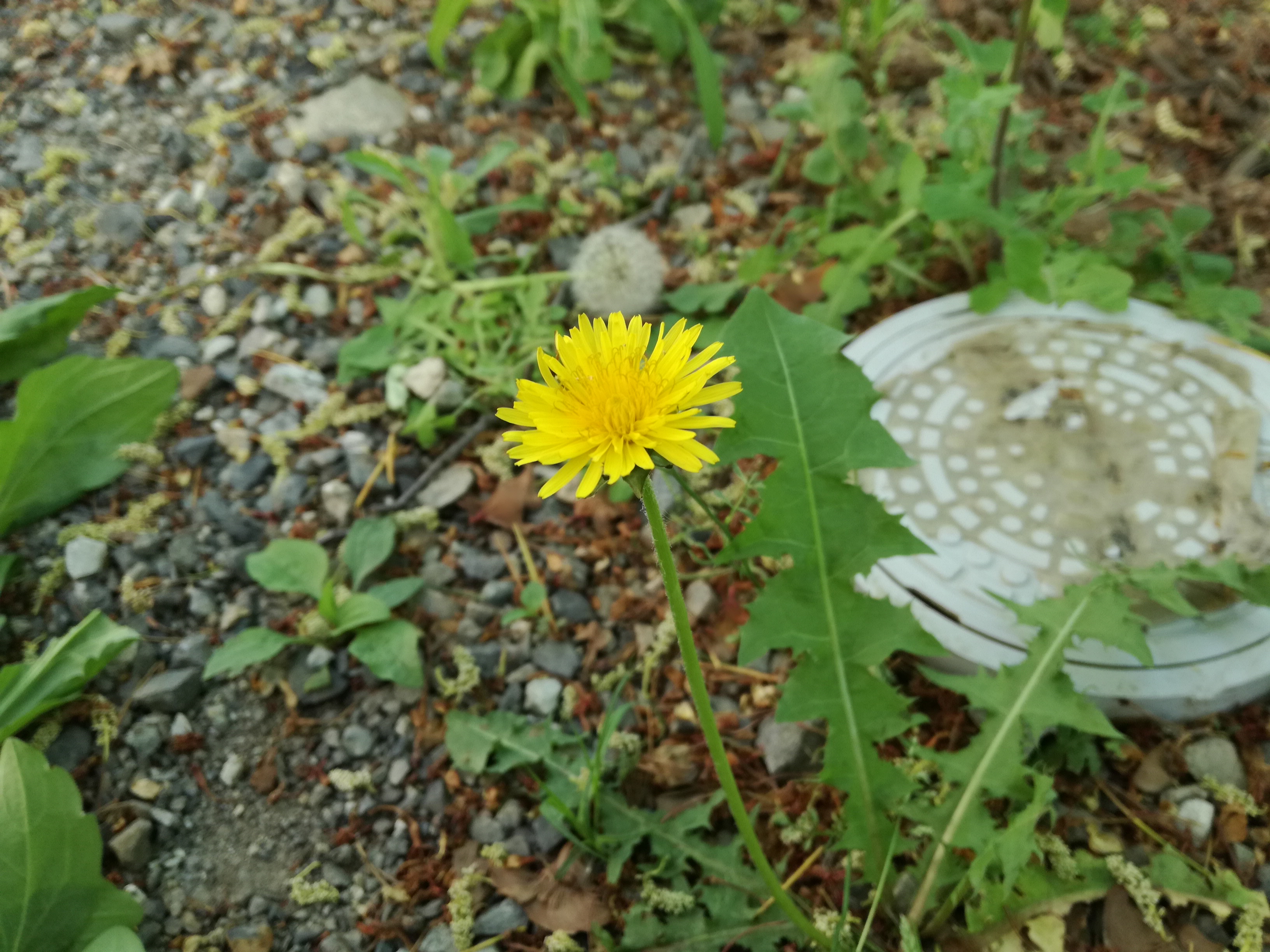 O Xrhsths 松本市教育文化センター 公式 Sto Twitter タンポポ キク科は小さな花の集合体なので 実は右の写真が一つの花 くるんとしたのがめしべで その根元がおしべです 花びらの先をよく見ると５つに割れているのが分かります ５枚の花弁が根元でくっついて