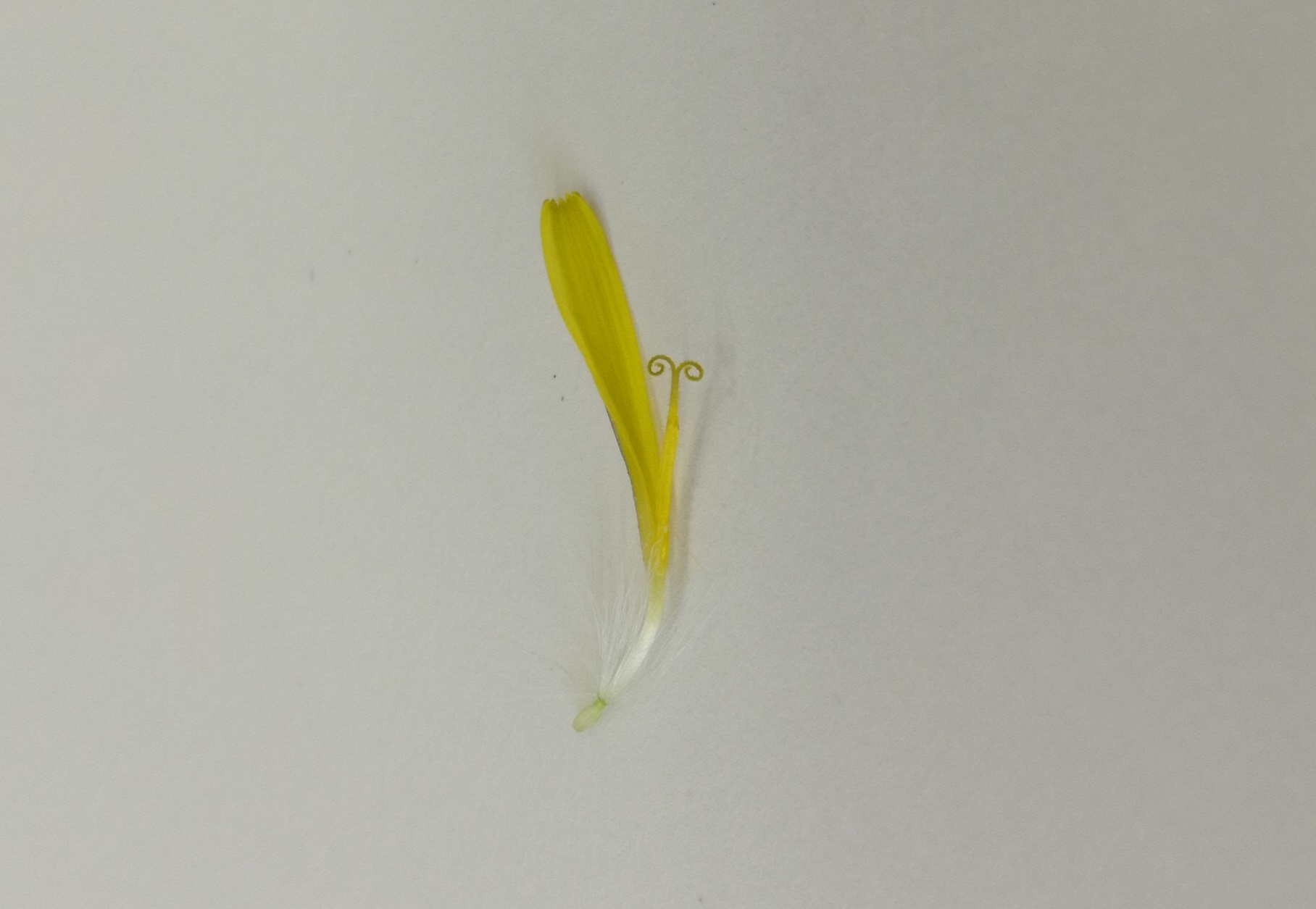 O Xrhsths 松本市教育文化センター 公式 Sto Twitter タンポポ キク科は小さな花の集合体なので 実は右の写真が一つの花 くるんとしたのがめしべで その根元がおしべです 花びらの先をよく見ると５つに割れているのが分かります ５枚の花弁が根元でくっついて