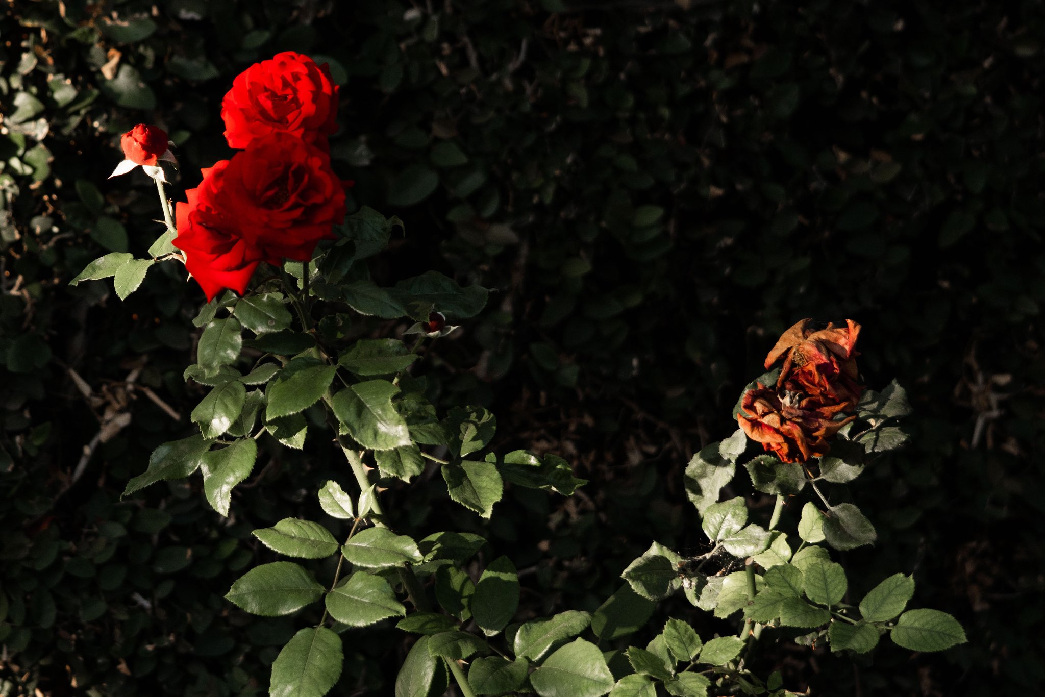 TW Pornstars - 3 pic. Wrex Oliver. Twitter. Photo Walk. 3:49 AM - 11 Jun 2020