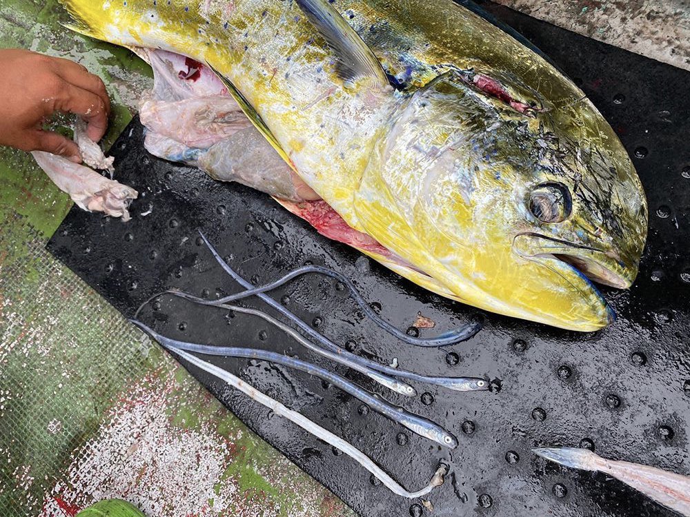 Sorari 先日はギンポの異端児がやって来ました ヒメウナギギンポという魚です 全国的にも記録例が少ない非常に貴重な 魚ですが なんと知り合いが釣ったシイラの胃から4個体も出現したらしく 画像を拝見して本当に驚きました笑