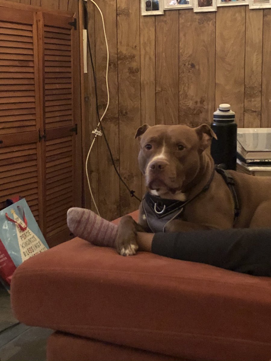 EMarielambert's tweet photo. @portalllz @brittdabarbb This dog is our dog’s twin! Buck! https://t.co/Lgp5eljjBa