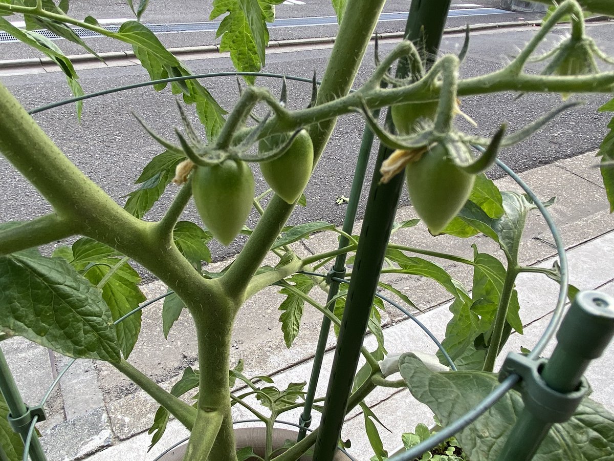 Takasue S 今日のミニトマトの実 早く 早く大きく そして赤くなるのだ 脇芽くんの根っこ そろそろポットに植え付けないと でもポットがないからペットボトルで作ろう 水耕栽培は来年に持ち越し ミニトマト プランター栽培 自給自足