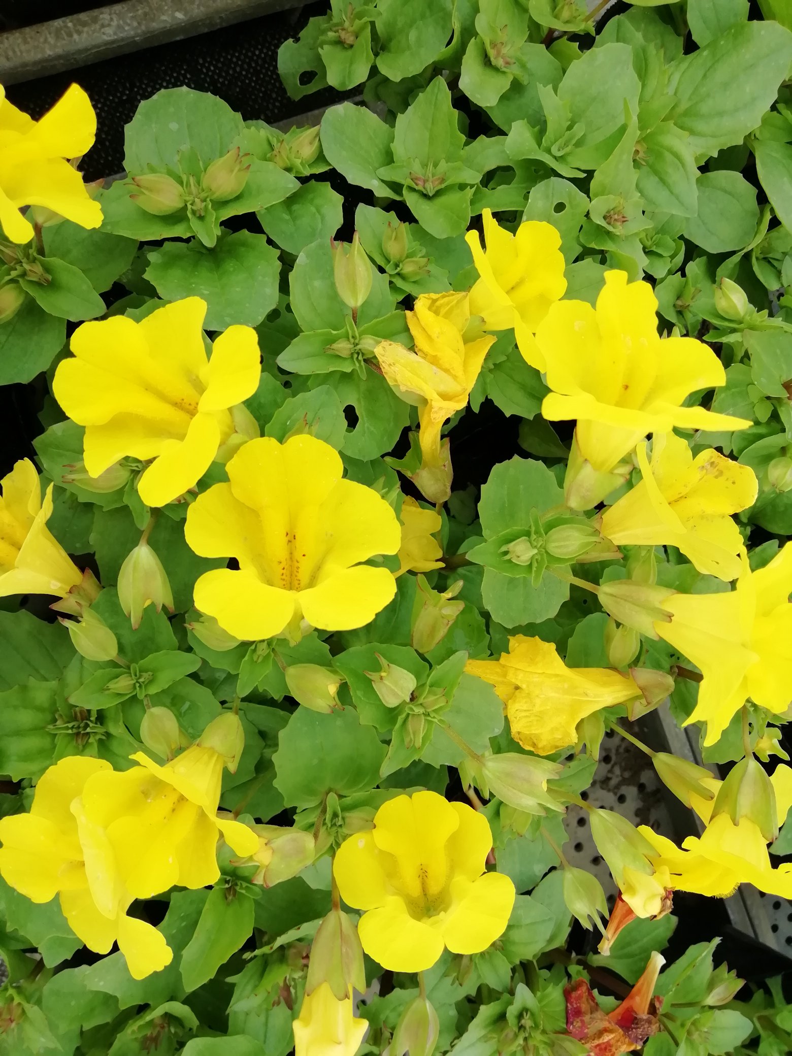 花のまつうら ミムラスはお店に出ているので全部です 花のまつうら ミムラス T Co Kkxrketqbx Twitter