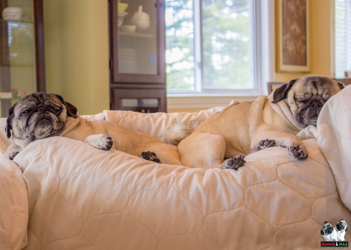 MaggieMiloPugs's tweet photo. Q3: Where does your pug hangout when you are out of the house? #PugChat
A3: We go to the highest point in the house...the top of the couch. β€οΈπ #PugPerch https://t.co/JSCFcLmQz2