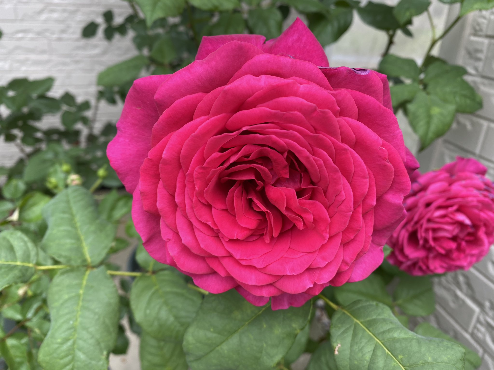 日曜ロザリアン 今朝のバラ ゲーテローズ ダブルデライト T Co Xpba53qrpo Twitter