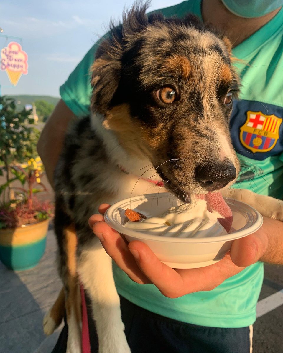 mcnamara_bri's tweet photo. We’ve had Hazel for two whole months!! We got her a puppy cone to celebrate, I think it’s safe to say she loved it😍 https://t.co/AFiQaX3v9d