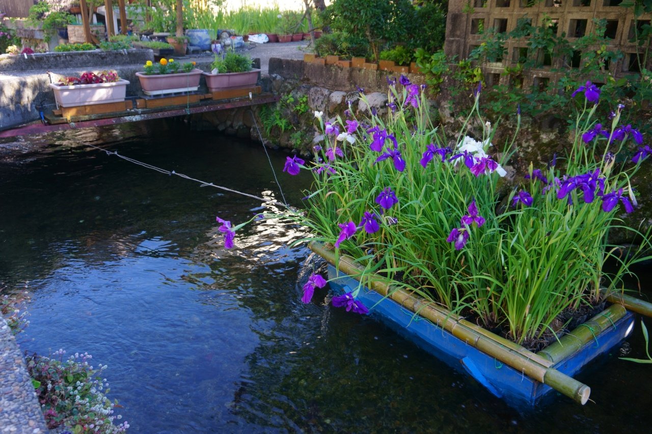 ざんざるぶ 名張市 城下川の花筏 いかだ 旧市街の水路に浮かべられた花籠が涼やかでした 14日まで見られるそうです 6 7 撮影 名張市 三重県 花菖蒲 T Co 2jdzjxq0vn Twitter