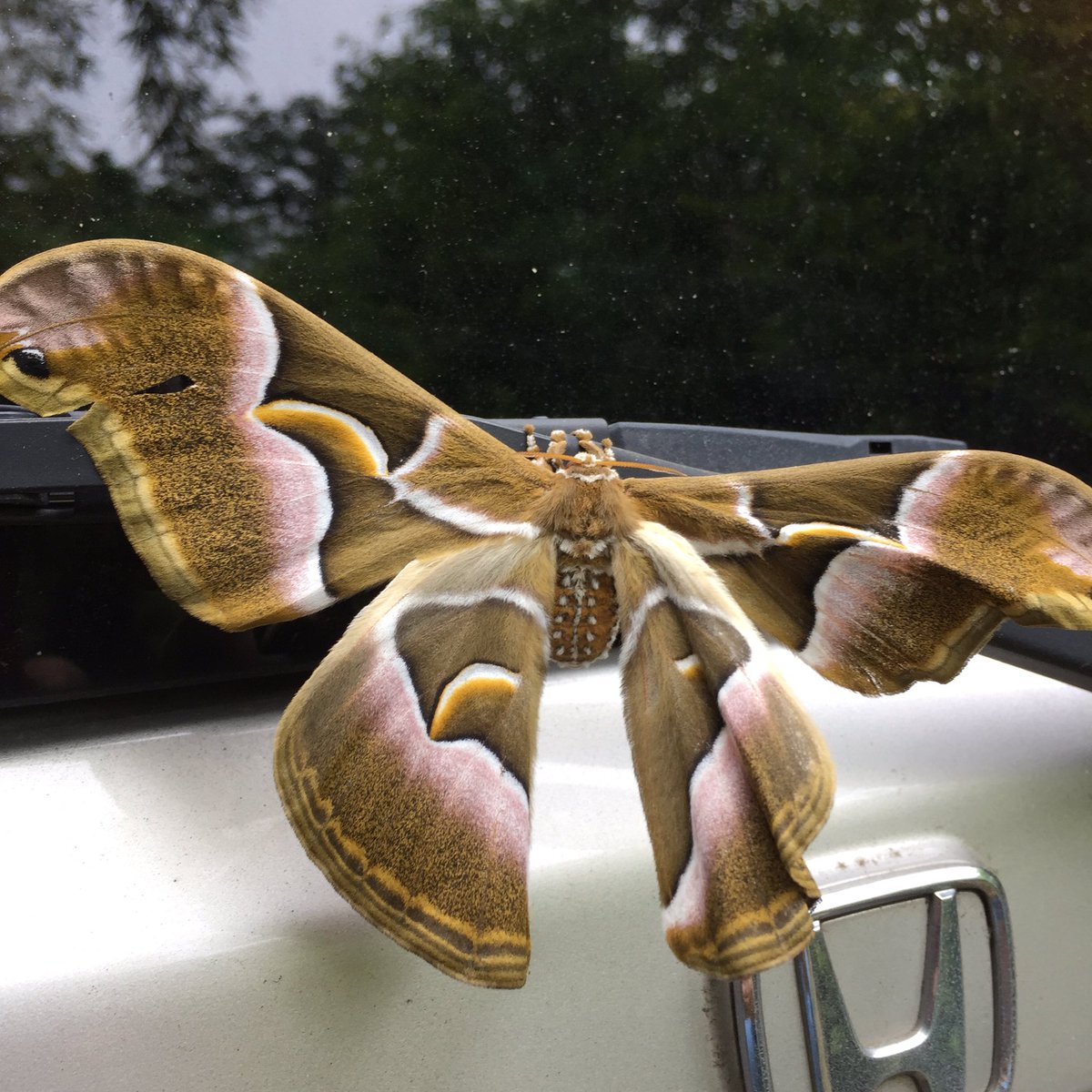 でかい蛾 Twitter Search Twitter でかい蛾 Twitter Search Twitter