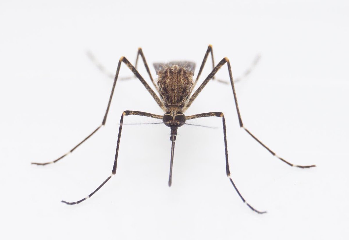 catchindembugs's tweet photo. #mosquito #mossie #entomology https://t.co/3S1ZVoKR3z
