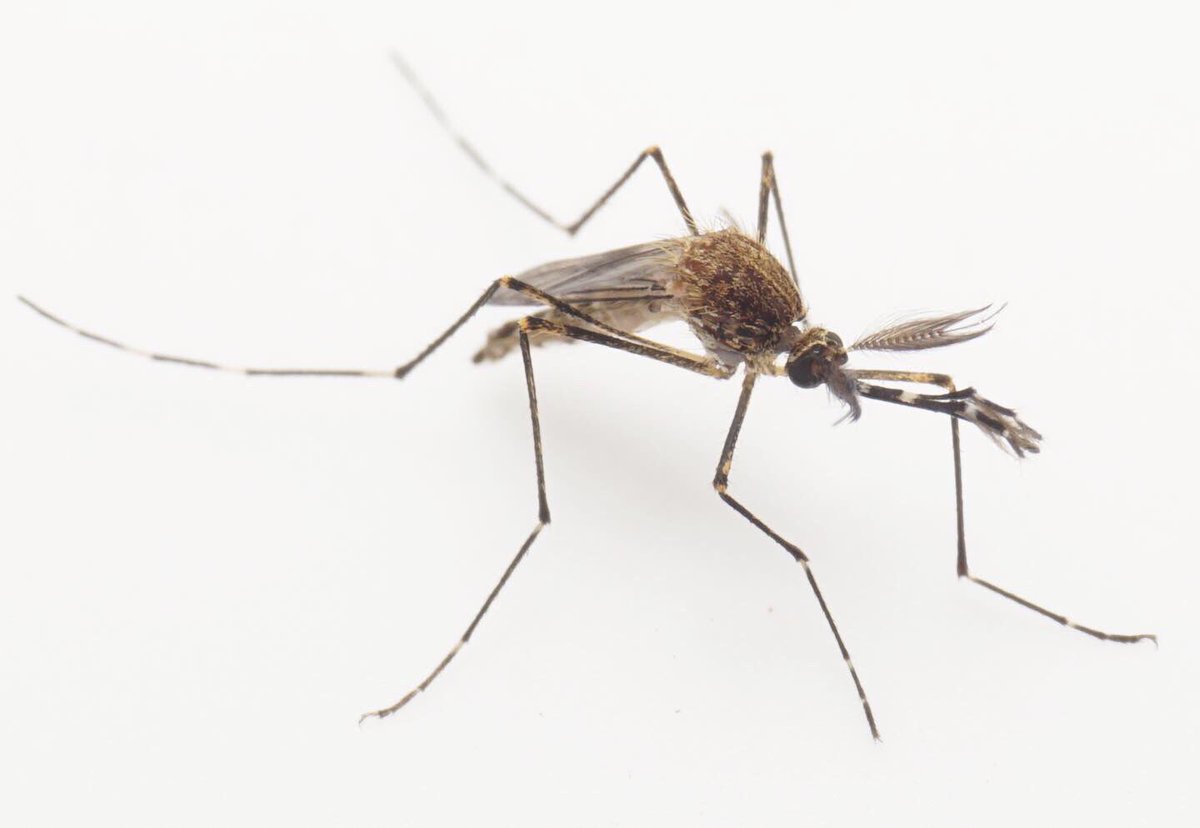 catchindembugs's tweet photo. #mosquito #mossie #entomology https://t.co/3S1ZVoKR3z