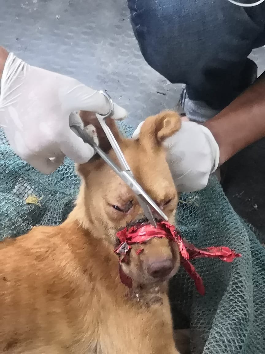 ANI's tweet photo. Kerala: Volunteers of People for Animal Welfare Services rescued a dog that had its mouth sealed with insulation tape around it for two weeks in Ollur of Thrissur district. The dog has now been shifted to an animal shelter home. (10/6) https://t.co/6St0KFneMd