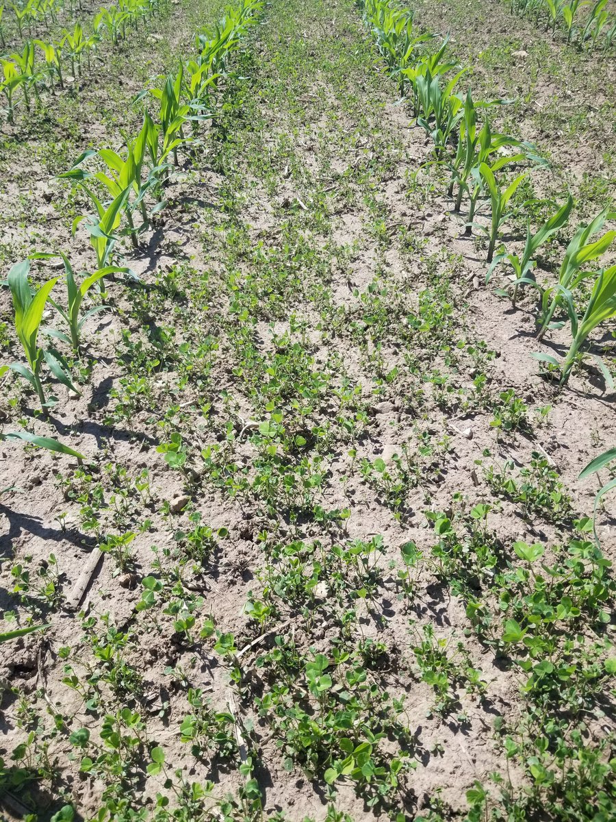 Co-seeding expirement didn't turn out as well as envisioned, but found a few areas it did well. #plant20, #grow