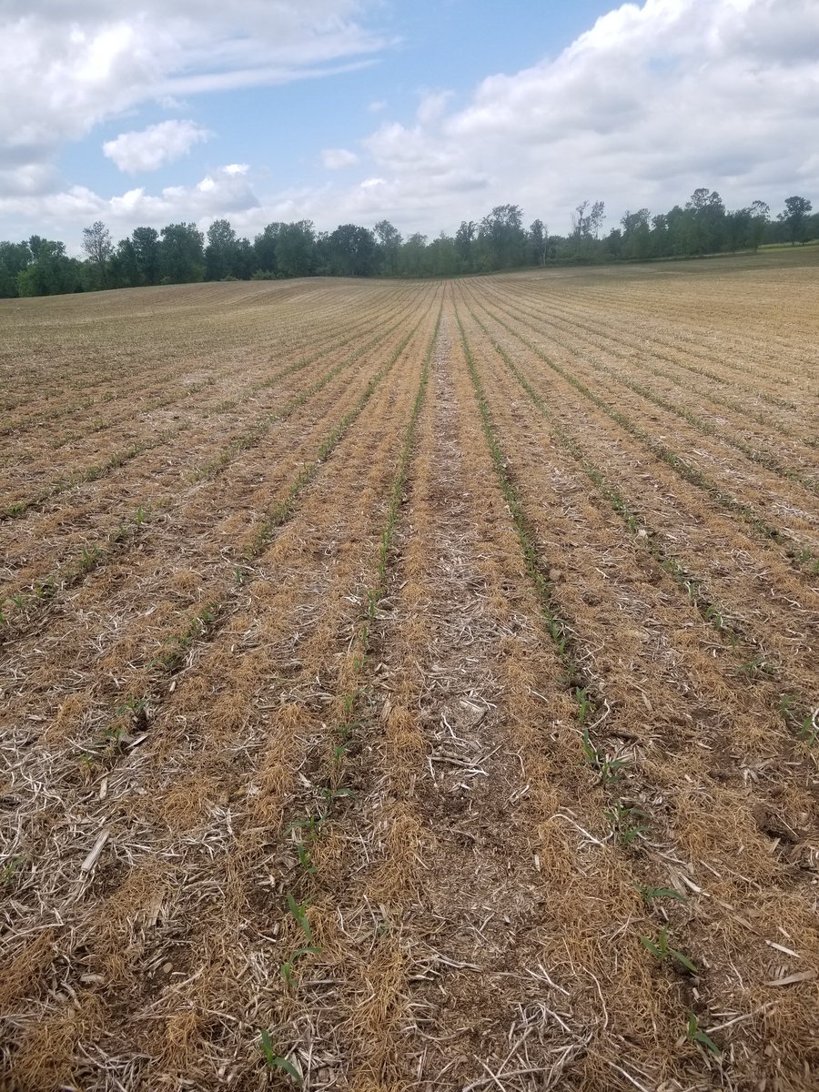Here comes the corn. Spring planted oats on a frosty morning made a pretty nice seed bed for this no-tilled corn. #grow20