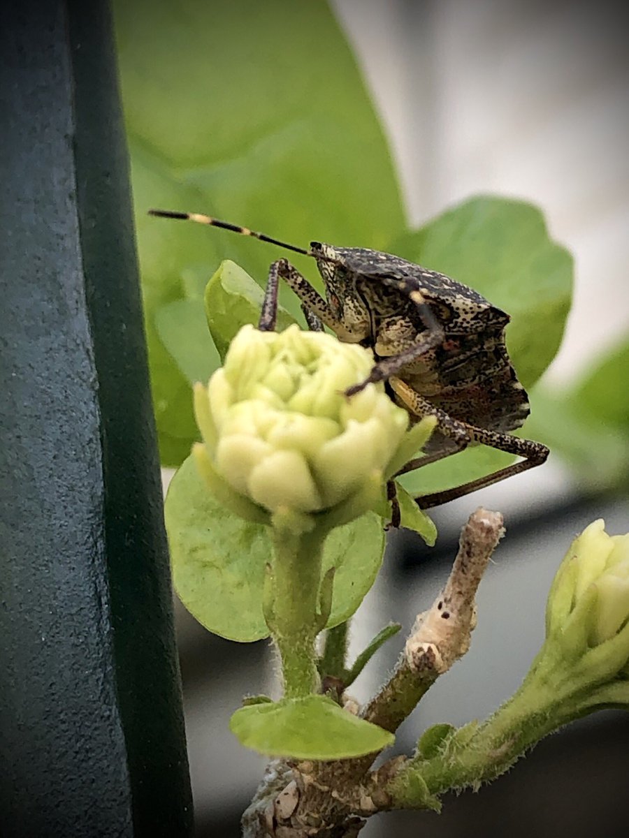 வந்துதாண்டா வந்துட்டான் குண்டுமல்லி விருந்தினர். வொர்ஸ்ட்ரா டேய்.  #என்வீட்டுதோட்டத்தில்