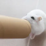 ハムスターが全力で楽しんでるw芯に入る時と出てきた後の表情がいいw