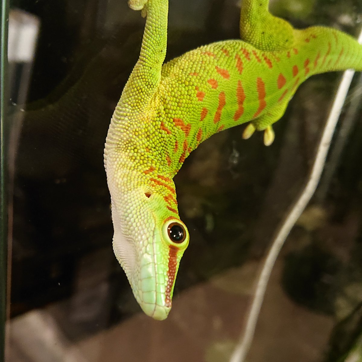 爬虫類広場 Reptiles Square 発信専用 Twitter પર 今日も湿度すごい スミスヤモリ ヤマビタイヘラオヤモリ グランディスヒルヤモリ 各000 全て中古ケージ付 グラテラ3045 14時 18時 18時以降要電話予約 活餌 冷凍餌 爬虫類広場