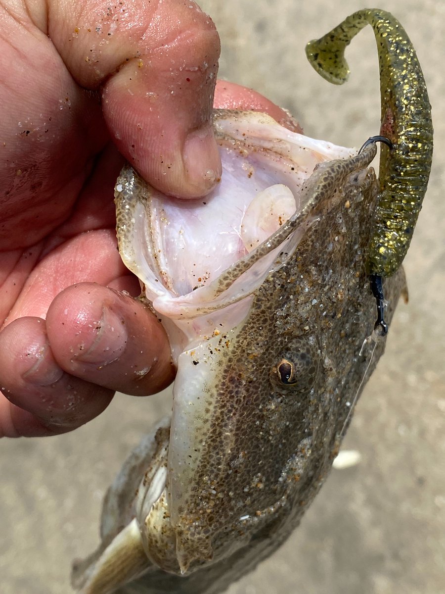 bait_breath's tweet photo. EGG TAIL SHAD 3.4"
#BaitBreath #ベイトブレス #新製品 #ETSHAD
ウマ味配合のシングルカラー全9色発売!
来週末から出荷スタートです。
フラットシーズン突入!バイトが深い!
釣れる!
是非、釣具店にてお買い求めください。
#フラットフィッシュ
#ロックフィッシュ
#シーバス
#ウマ味配合 https://t.co/L6hQjDdJyD