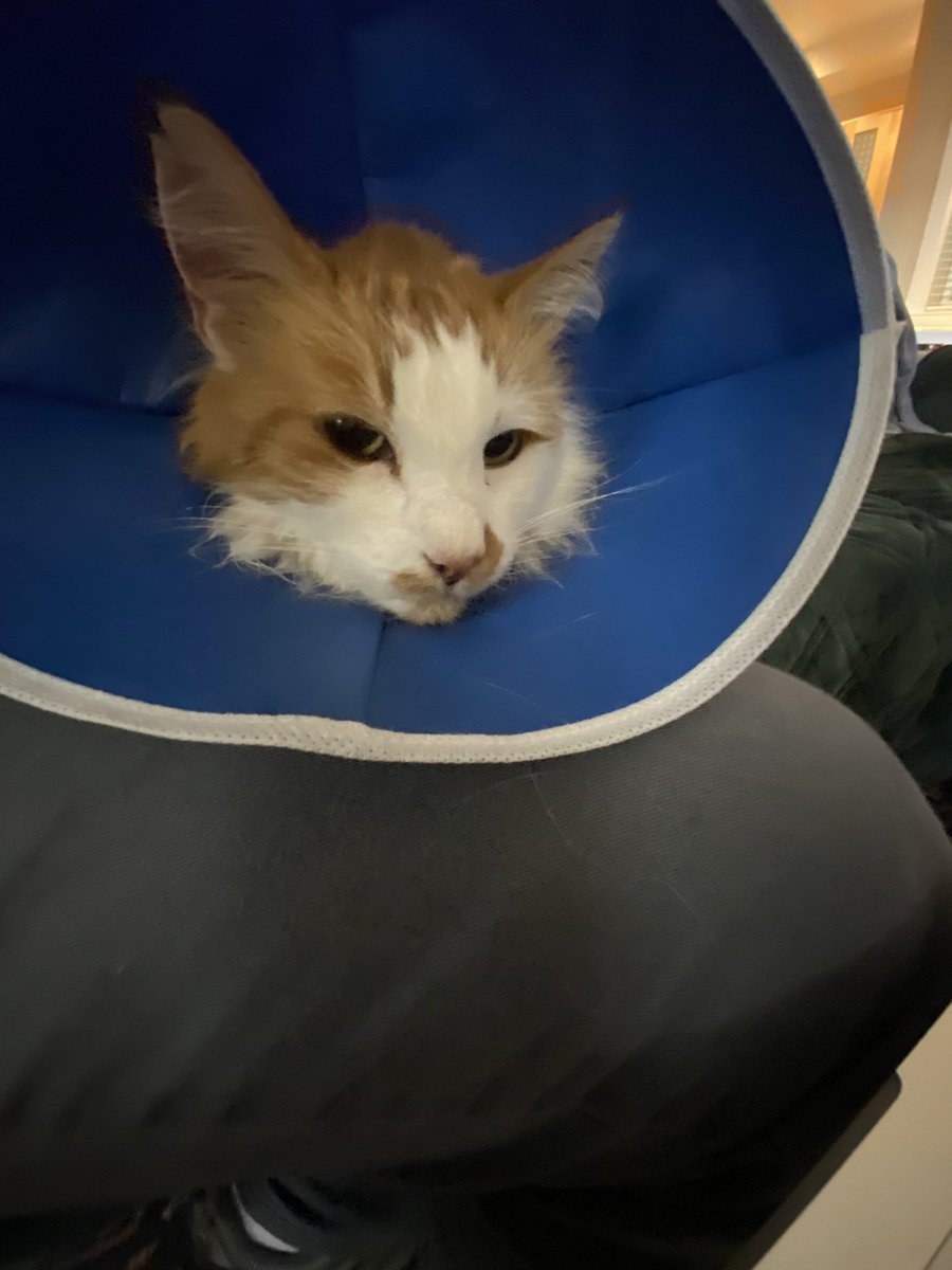 Izzy is not impressed with his cone of shame. He had minor surgery and three teeth pulled. He’s got two weeks in the dreaded cone. 😿#sadcat
