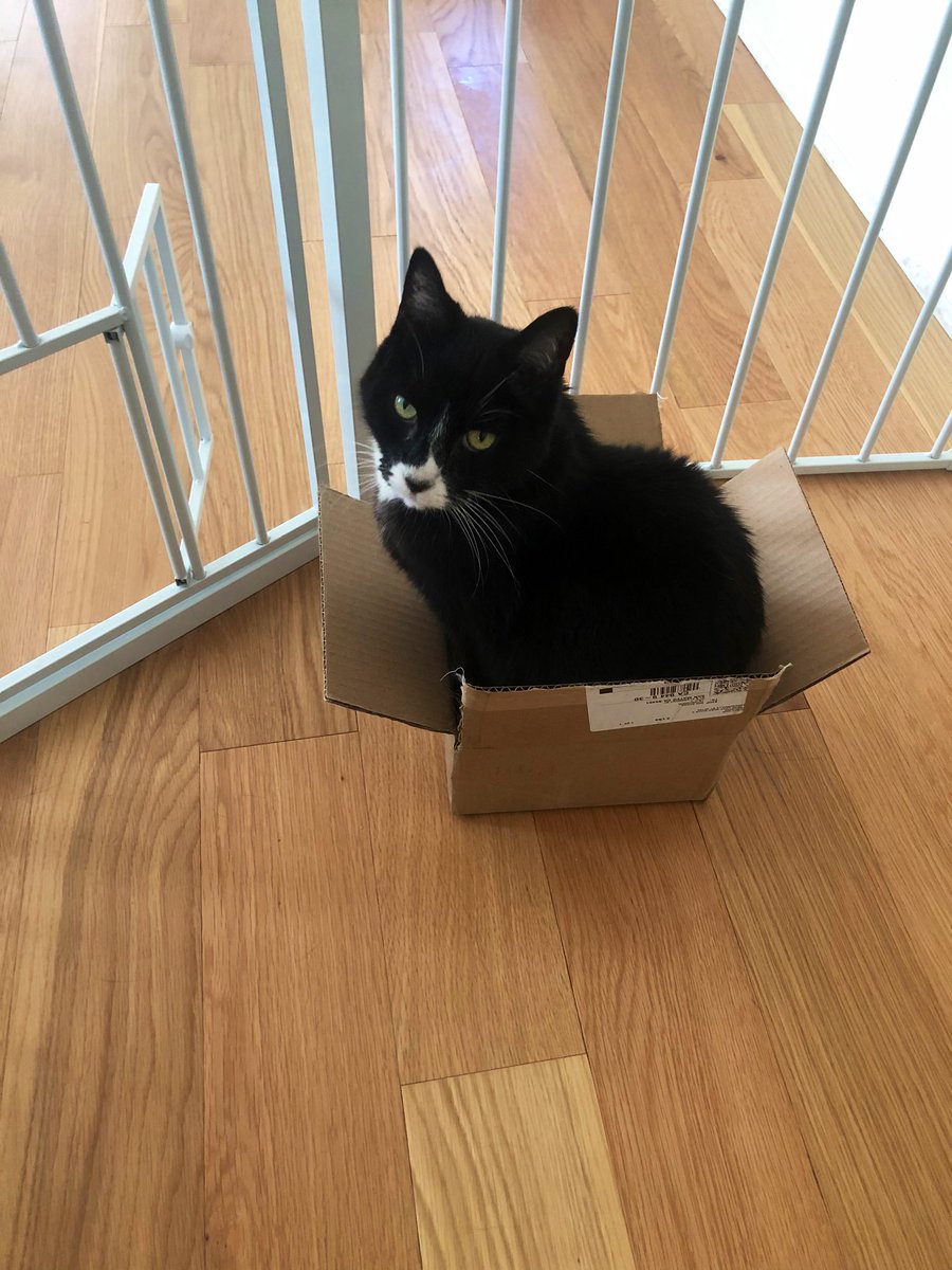 fluffybros's tweet photo. My happy place! #CatsOfTwitter https://t.co/2InjMqAv5k