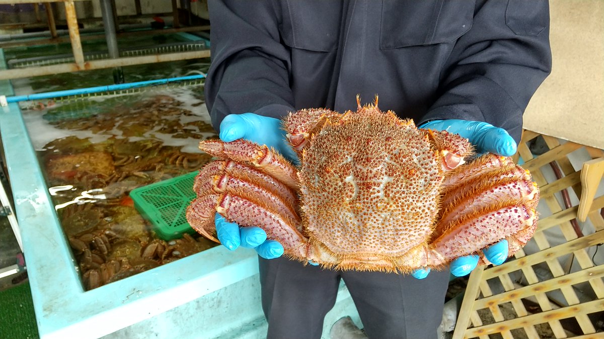 北海道札幌いちふじ水産 毛ガニ 北海道 父の日ギフトにいかがですか 北海道の毛ガニ うちのは1kgサイズのものをご用意してます カニ みそもたっぷりこれだけジャンボサイズはなかなか見つかりませんよ もちろん活きてるものを塩ゆでして配送します 北海道札幌いちふじ水産 毛ガニ 北海道 父の日ギフトにいかがですか 北海道の毛ガニ うちのは1kgサイズのものをご用意してます カニ みそもたっぷりこれだけジャンボサイズはなかなか見つかりませんよ もちろん活きてるものを塩ゆでして配送します