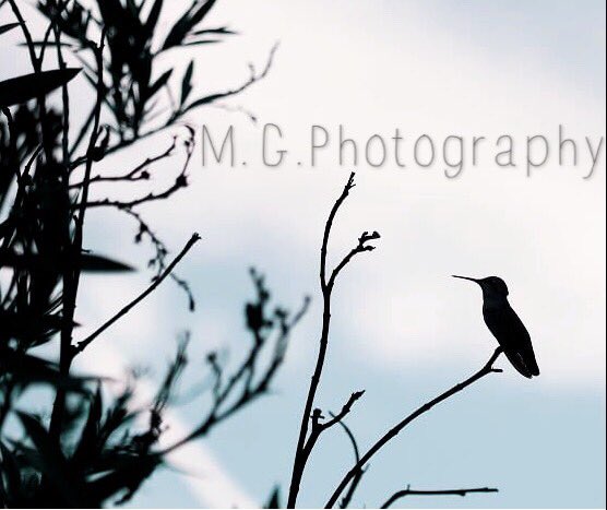 MgPhotography's tweet photo. What do you guys think? 

#birds #photography #PhotographyIsArt https://t.co/fGREmUYNac