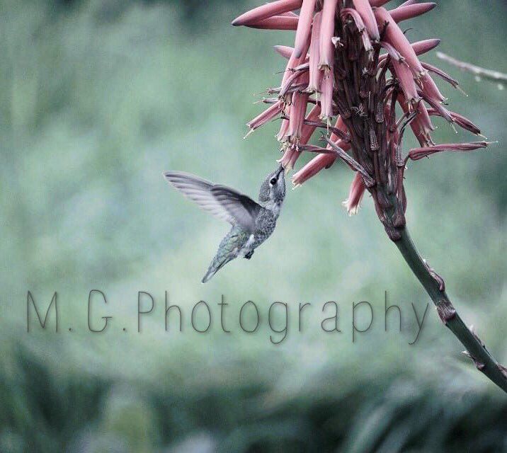 MgPhotography's tweet photo. What do you guys think? 

#birds #photography #PhotographyIsArt https://t.co/fGREmUYNac