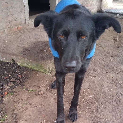 refugioenalerta's tweet photo. El bello Manolo rescatado.ayer ,hoy ya con su ponchito esperando una casita para siempre 1121607843 https://t.co/xLh4bEOI19
