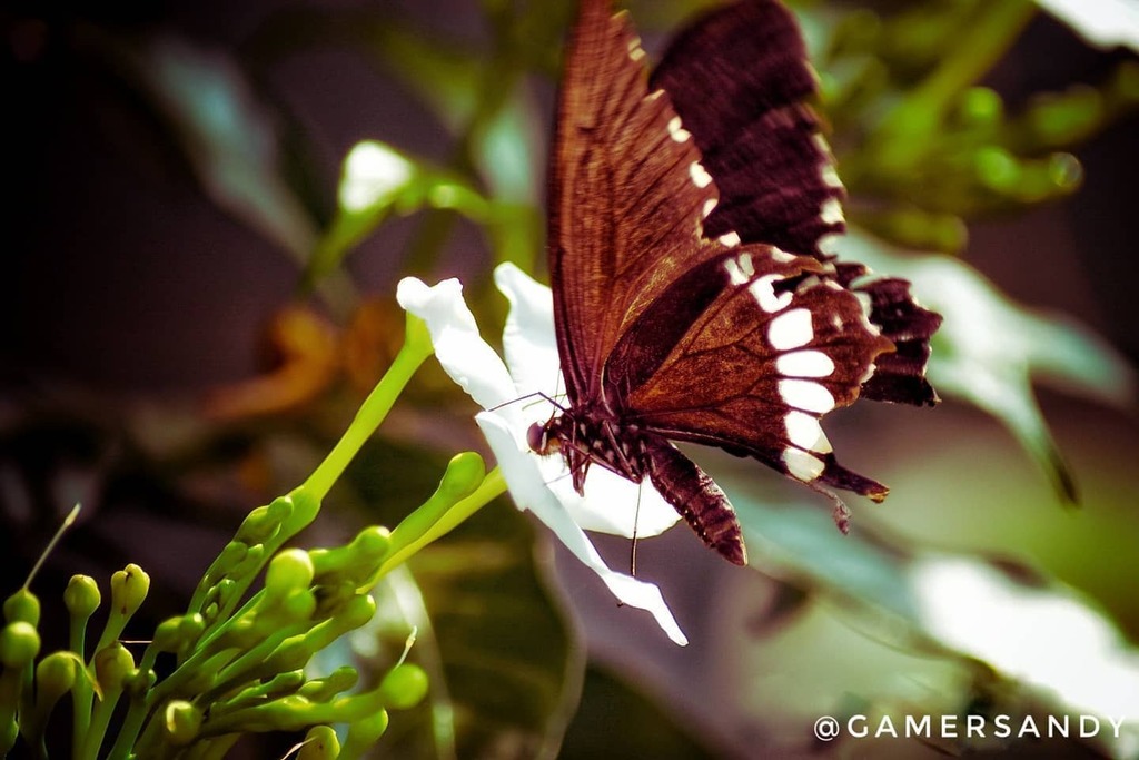 gamersandy's tweet photo. Swallowtail Butterfly - Common Mormon!
.
.
.
.
#swallowtailbutterfly #butterfly #jetblackbutterfly #pollinators #natural #insects #black
....
#gardening #butterflyofinstagram
#instabutterfly #butterflygarden #butterflyphotography #butterfly_n_flower #nat… https://t.co/7HFfFmNbdZ https://t.co/kJN8SIbWlq