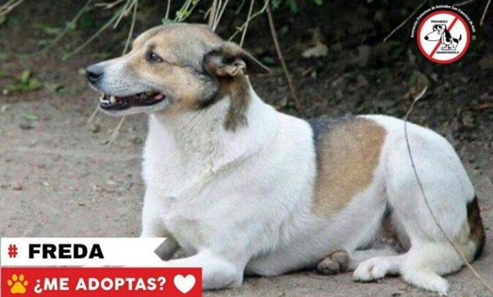 refuasis's tweet photo. Ella es Freda y esta en adopcion🐶
Es una peque de 6 añitos y es una perrita muy dulce💕
En el pasado sufrio mucho y aun le cuesta un poco confiar en las personas, necesita un hogar y una familia que le de seguridad y mucho amor.
Si te gustaria adoptarla
adopciones@refugiosfa.org https://t.co/E3prqNS2C4