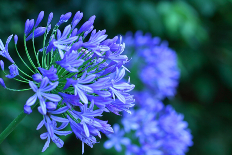 文一総合出版 公式 つ 4月は新刊 6月11日 今日の 誕生花 は アガパンサス ムラサキクンシラン 紫君子蘭 アガパンサスは南アフリカが原産の多年草です ６ ８月にかけて青紫 白色などの花を咲かせます 花言葉 は 恋の訪れ