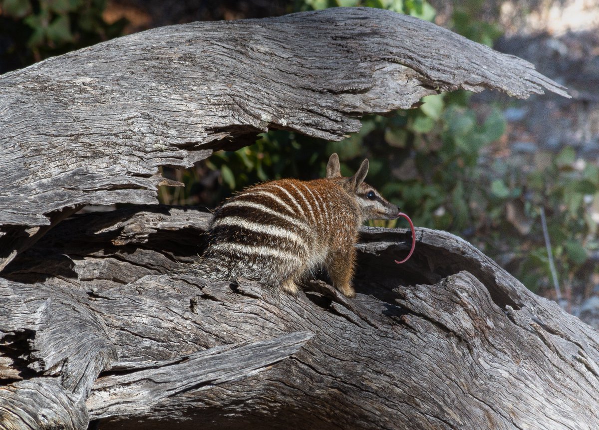 CECooperEcophys's tweet image. Finally - I got the tongue! And what a magnificent tongue it is. It is used to lick up 20,000 termites each day. #mammalwatching #wildoz #numbat