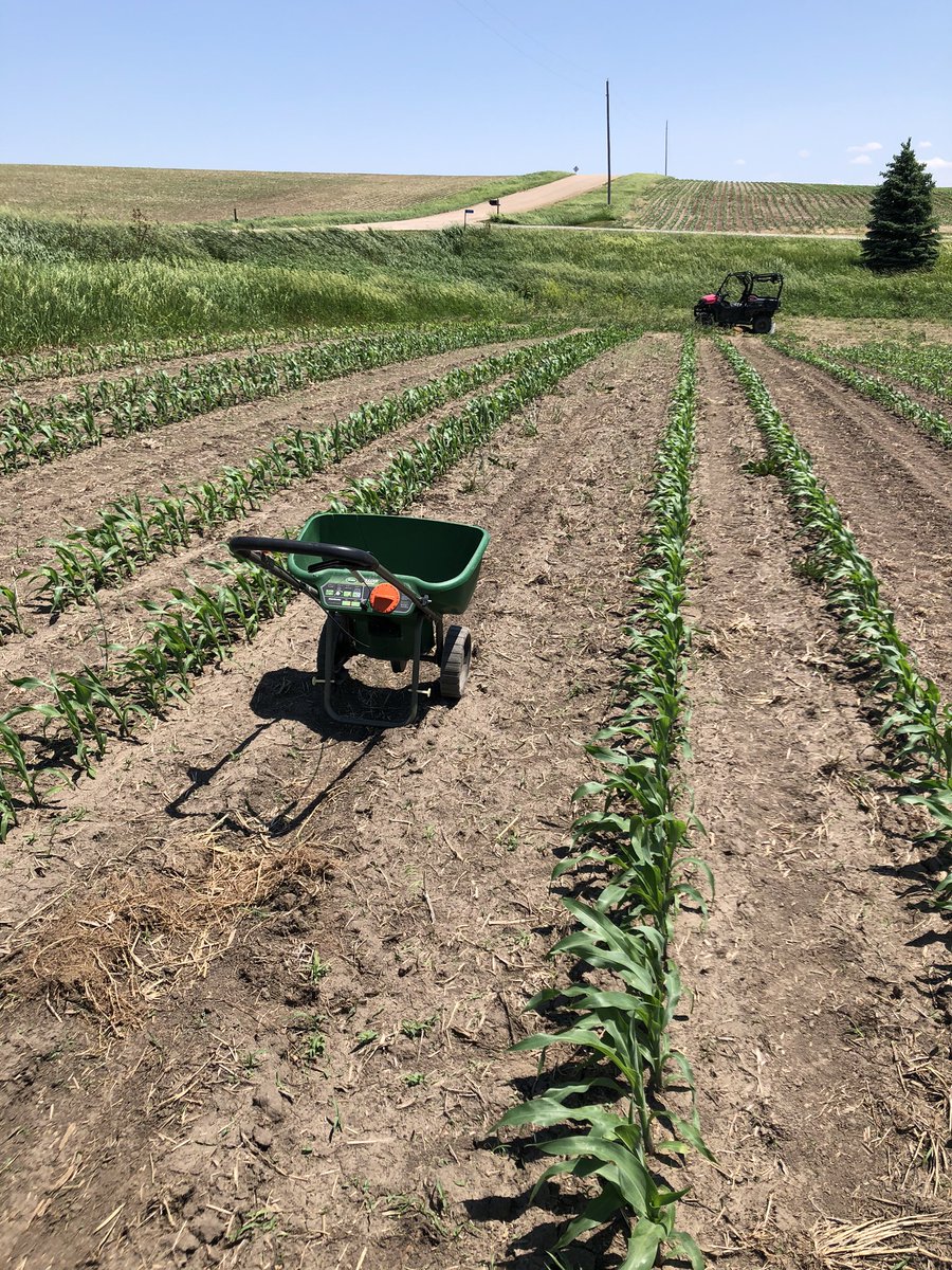 TrentMastny's tweet photo. Update on 60 inch corn.. corn at v4-v5, sprayed with roundup to kill small grass and broad leaves.. before we received 0.5 inches of rain, spread a blend of cereal rye, radish, and clover. More updates to come #60inchcorn #soilhealth #covercrops https://t.co/667fgmVaZk