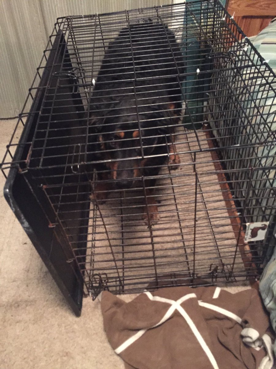Georgejablonski's tweet photo. Lost my BIG homie/dog yesterday😞such a goofy ass dog that was loved by all and it’s sad to see him gone so soon. Rest easy and thanks for being my bf https://t.co/qLiEUVMxW8
