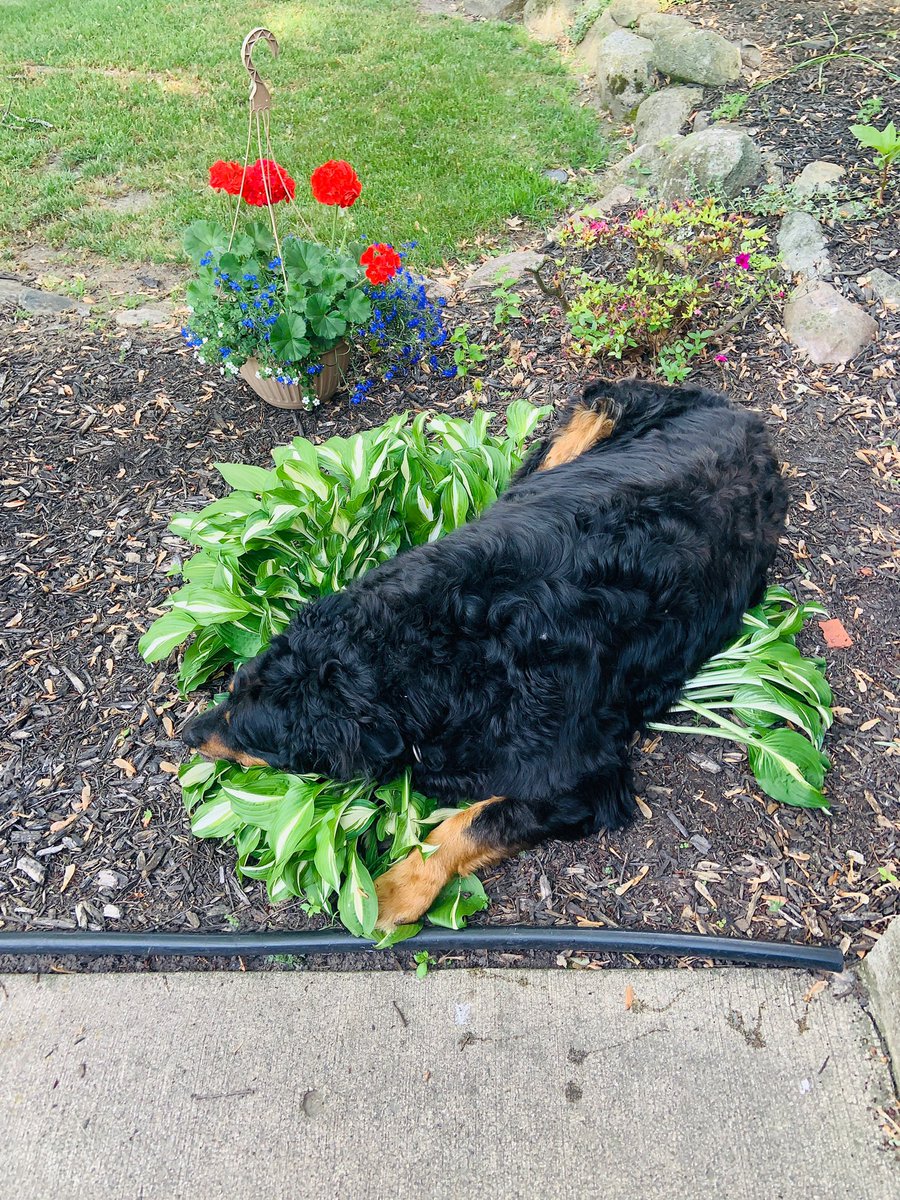 Georgejablonski's tweet photo. Lost my BIG homie/dog yesterday😞such a goofy ass dog that was loved by all and it’s sad to see him gone so soon. Rest easy and thanks for being my bf https://t.co/qLiEUVMxW8