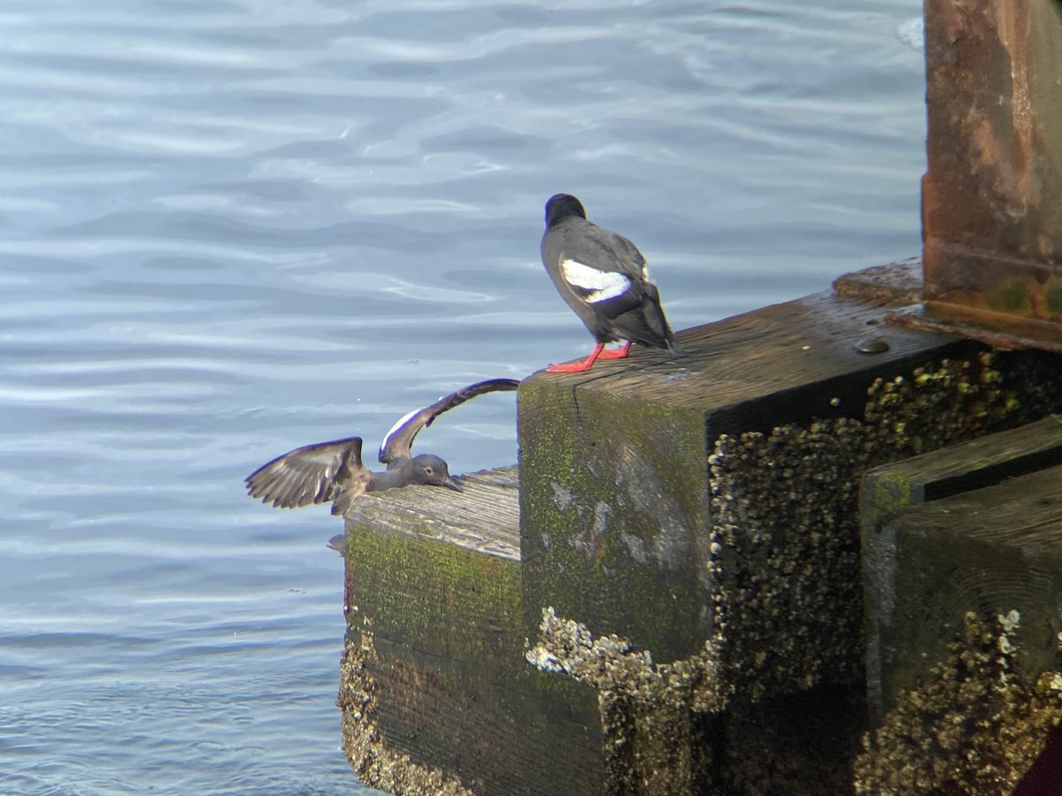 Pigeon Guillemot fail