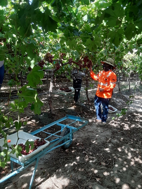 Way2Gro's tweet photo. Coachella Valley Grape Week-Employees; Essential &amp; Appreciated
Getting grapes to your table takes many steps.  First the grapes are picked and packed.  This step requires great skills to bring you quality grapes.  Thanks to the pickers and packers!  #buylocal #CAgrown #BuyCA https://t.co/4D9bTf40OA