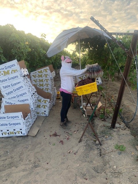 Coachella Valley Grape Week-Employees; Essential &amp; Appreciated
Getting grapes to your table takes many steps.  First the grapes are picked and packed.  This step requires great skills to bring you quality grapes.  Thanks to the pickers and packers!  #buylocal #CAgrown #BuyCA