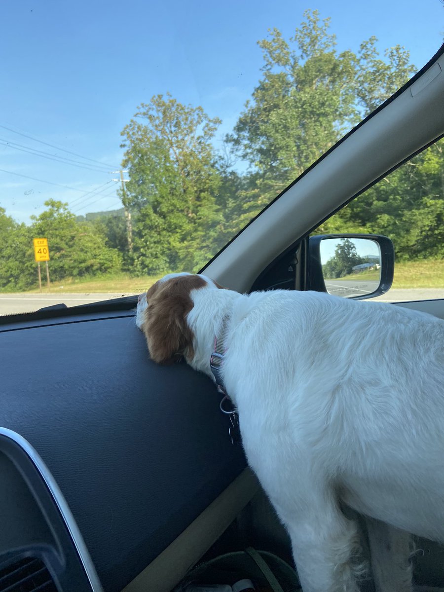 BrandyTiernan's tweet image. Gigi #roadtrippin #sciencedog